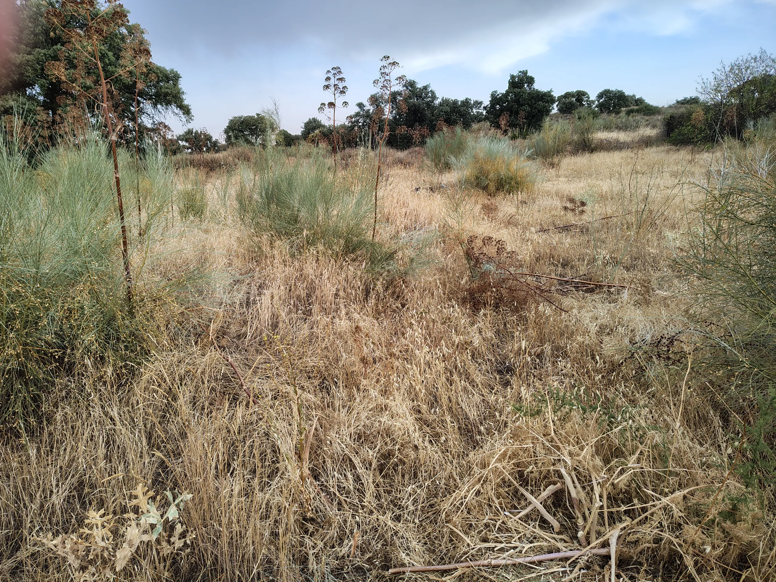 Desbroce de parcelas en Carranque