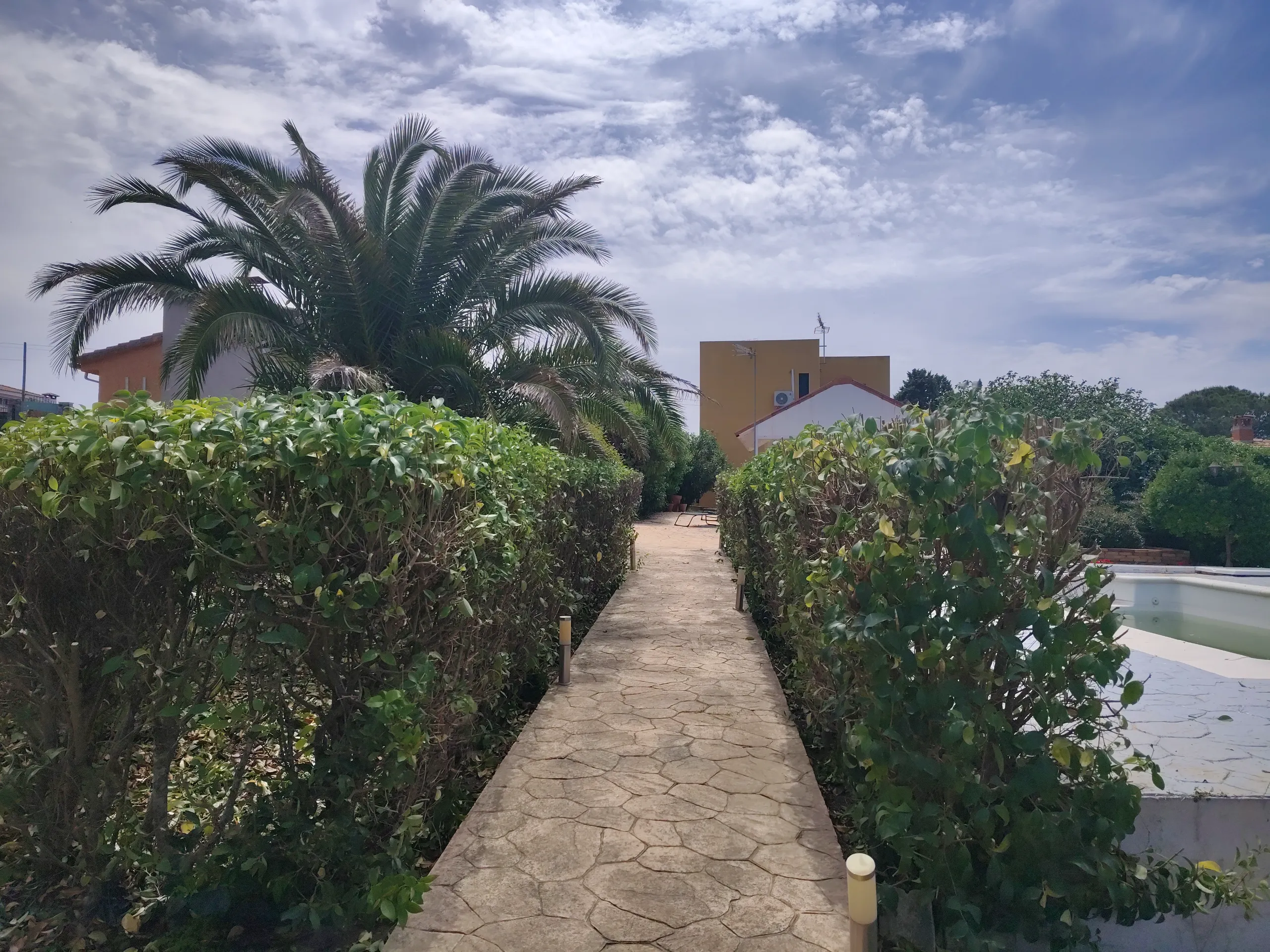 Poda de arizónicas en Cedillo del Condado